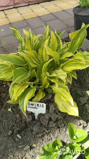 Хоста коллекционная Swirls