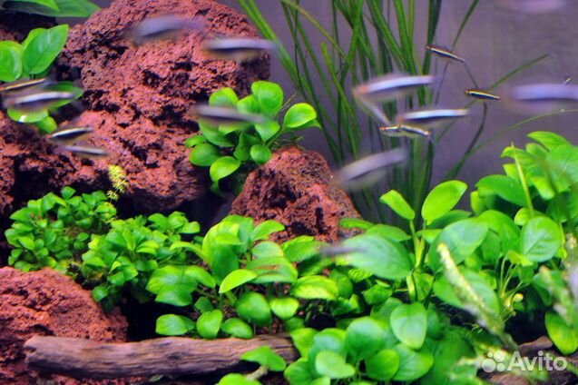 Оформление аквариума живыми растениями