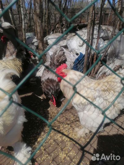 Петух кохинхин