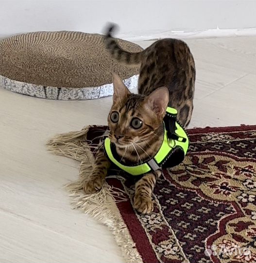 Шлейка для кошек