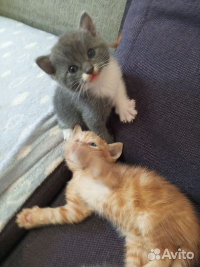 Кошка в дар