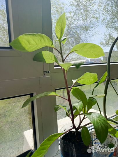 Джинура прокумбенс(листья бога)