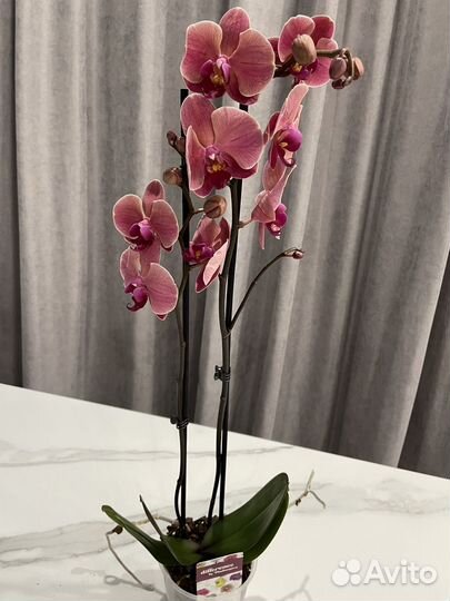 Орхидея фаленопсис доставка бесплатно
