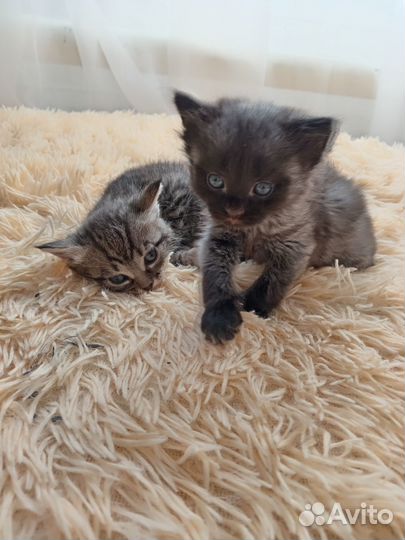 Котята