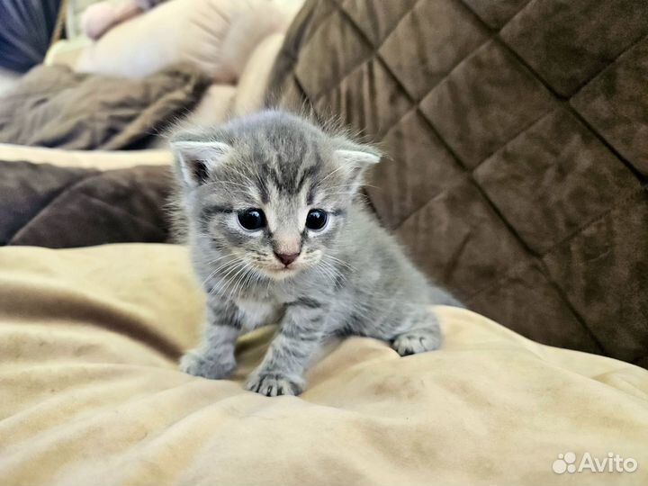 Шотландская