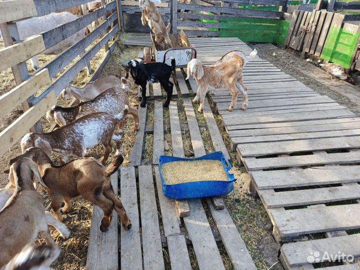 Козлята от дойных коз