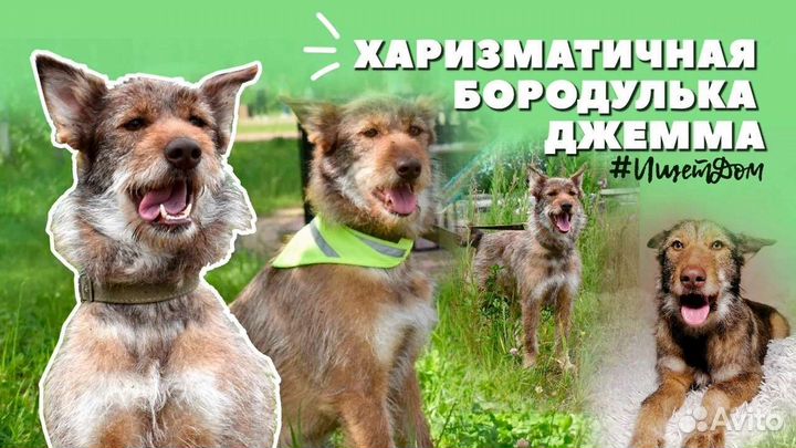 Харизматичная бородулька, собака