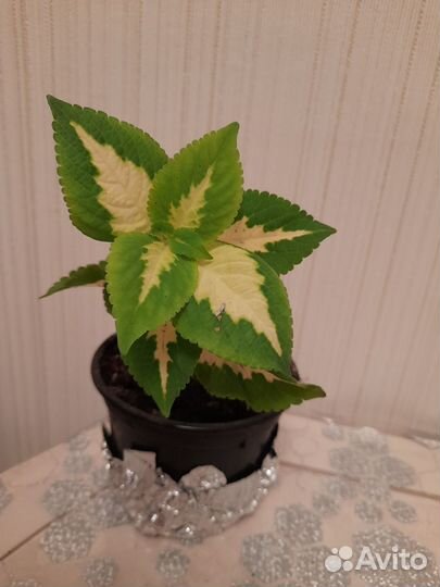 Колеус (Крапивка)