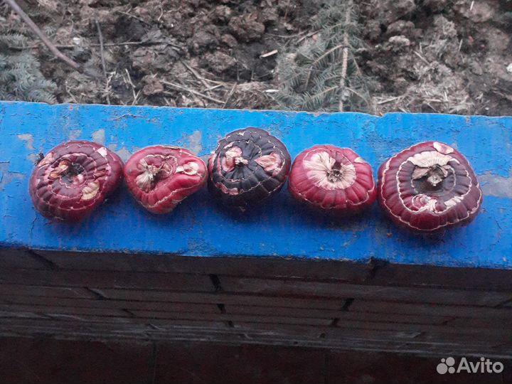 Гладиолусы луковицы