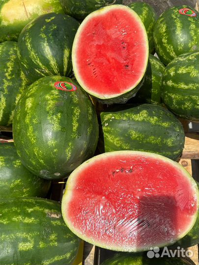 Арбуз иранский