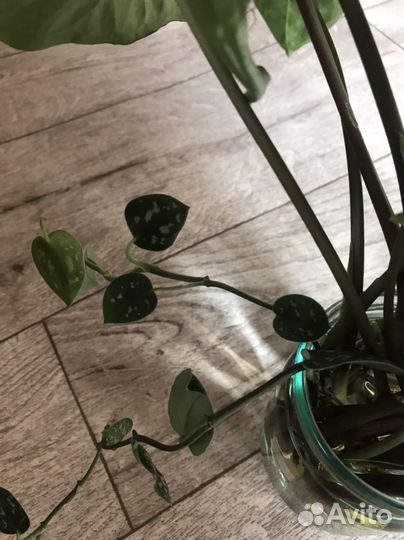 Сциндаптусы