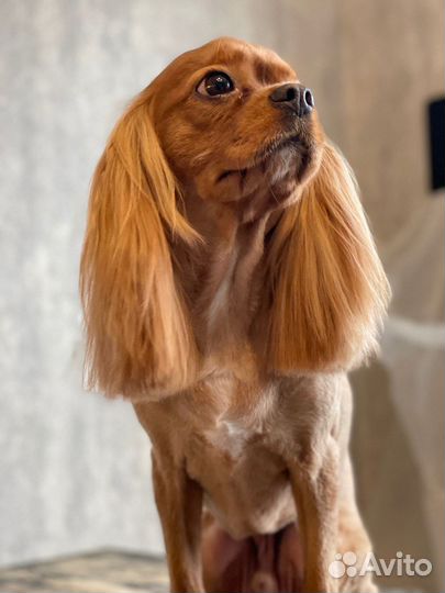 Стрижка собак (груминг)