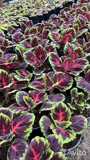 Колеус Конг в ассортименте