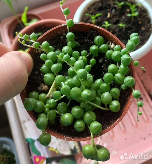 Крестовник роули