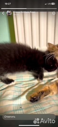 Котёнок девочка и мальчик