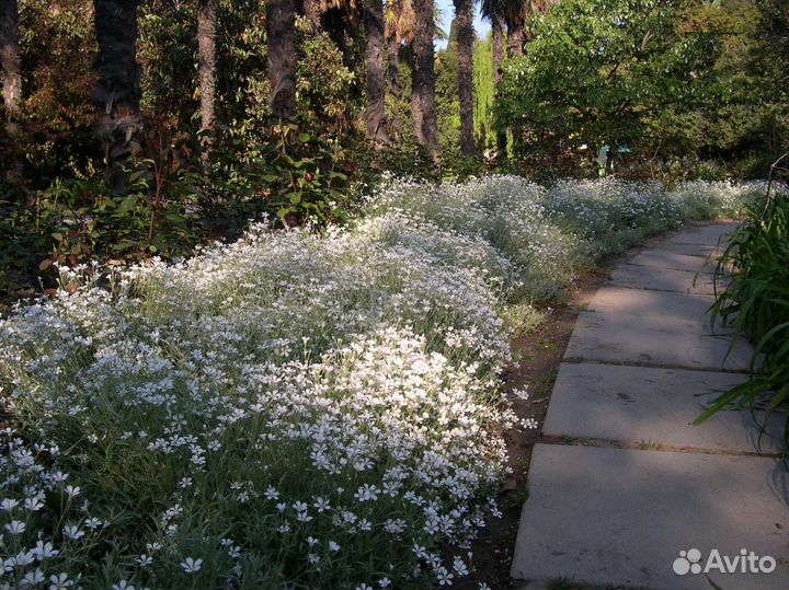 Белый ковер из Ясколки