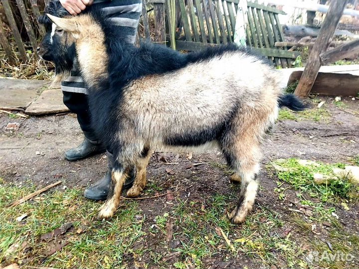 Козлики 6 месяцев