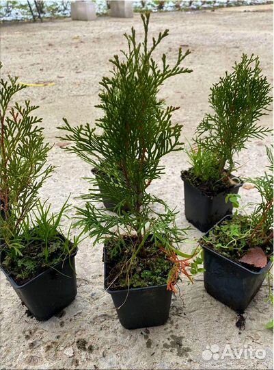 Туя Смарагд горшок Р9/Оптом