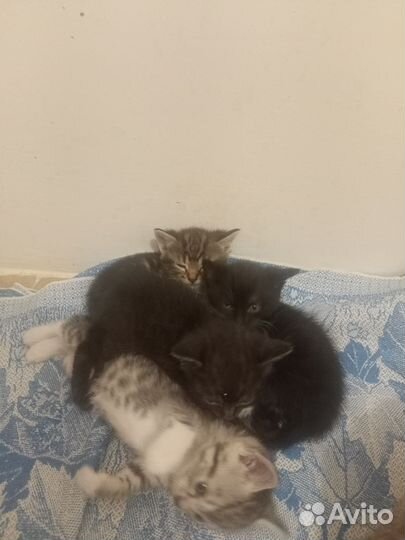 Отдам в добрые руки котят