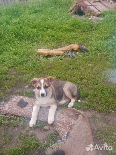 Собака в добрые руки щенок