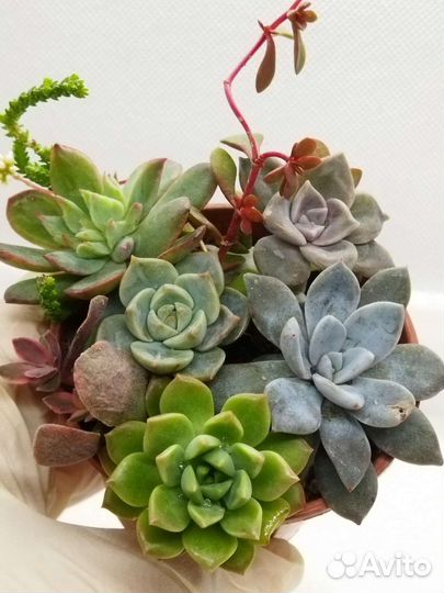 Красивые суккуленты 8