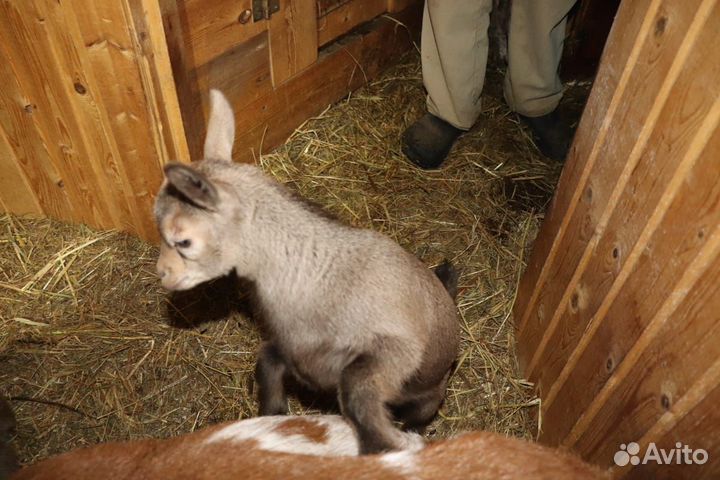 Камерунские козочки 6 мксяцев