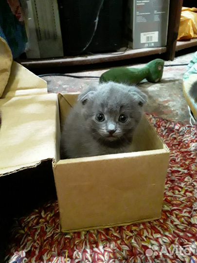 Отдам котят