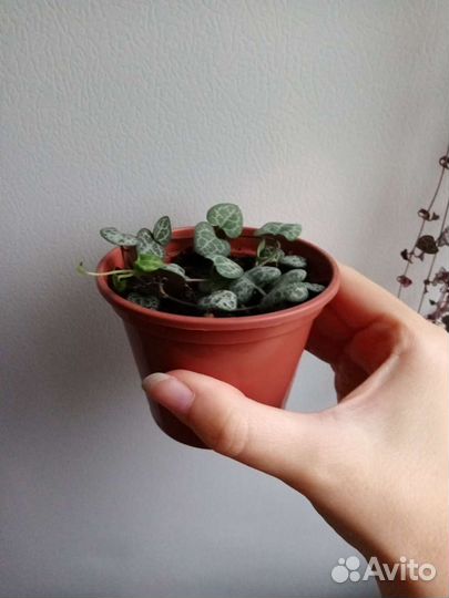 Отростки комнатных экзотов