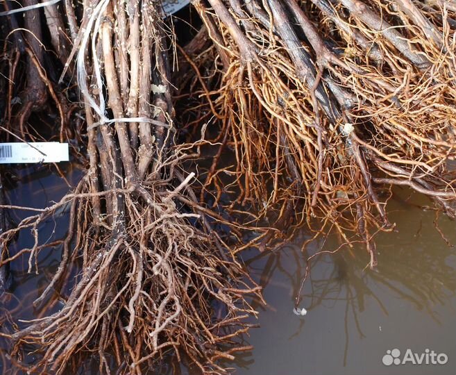 Саженцы винограда разные