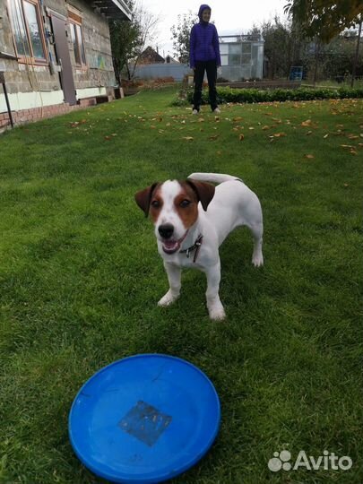 Вязка собак джек рассел