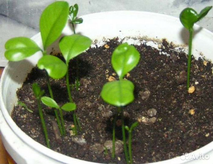 Мандариновое дерево