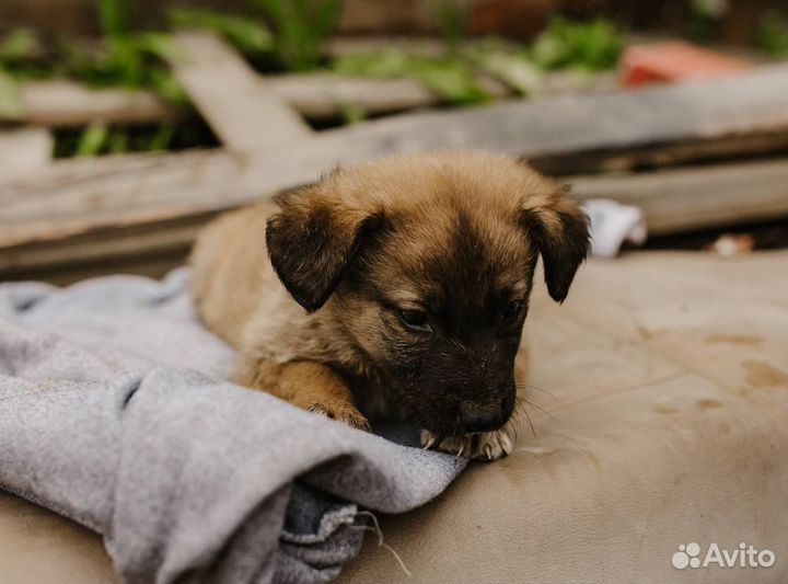 Щенок мальчик