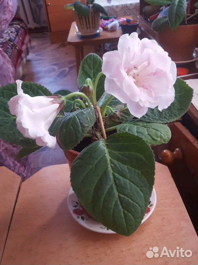 Цвет Глоксиния