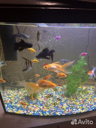 Аквариум с тумбой 130л и с рыбками