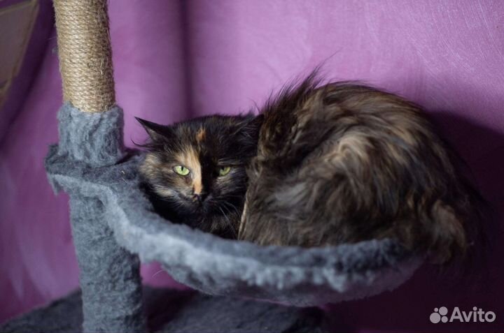 Старенькой кошки нужен дом