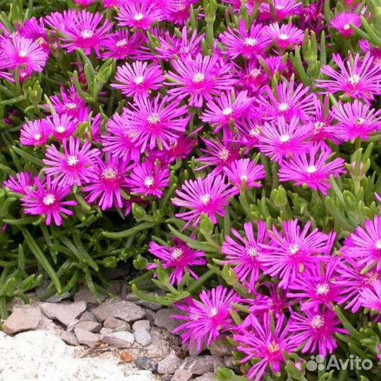 Делоспермум почвопокровник