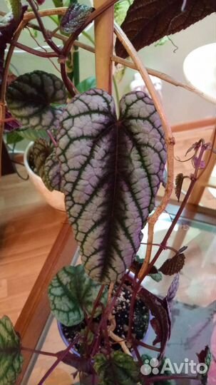 Циссус -дисколор