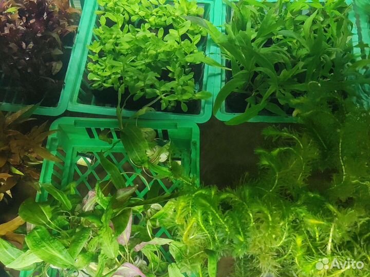 Аквариумные растения в ассортименте магазин