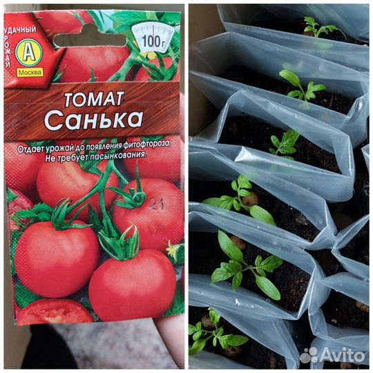 Рассада помидор, черри