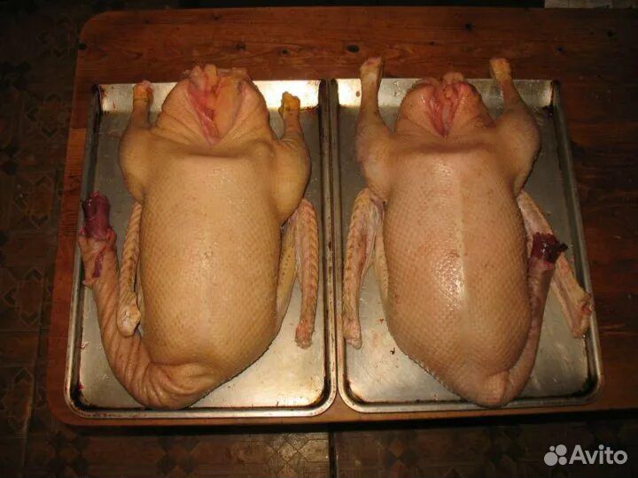 Гусь домашний