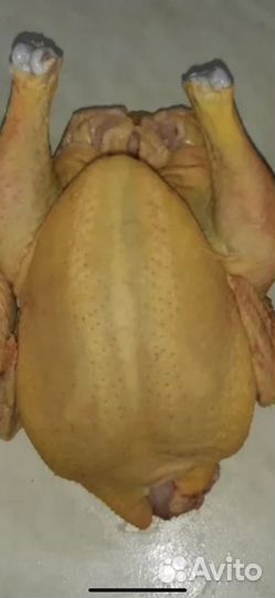 Бройлеры домашние на мясо