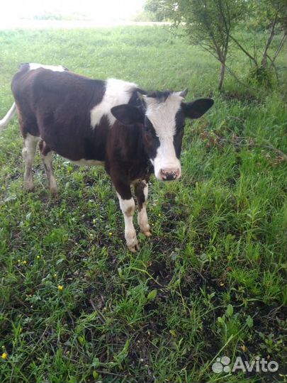 Тёлка годовалая