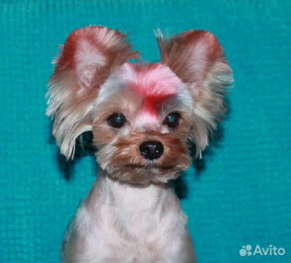 Стрижка, выставочный груминг