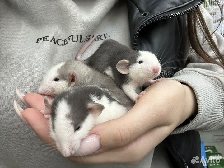 Декоративная крыса Дамбо