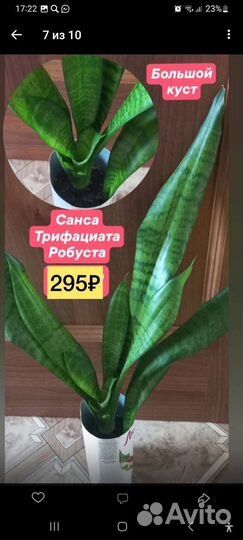 Комнатные домашние растения