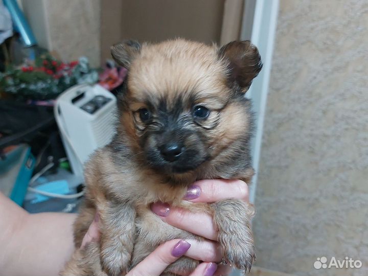 Собака немецкий шпиц