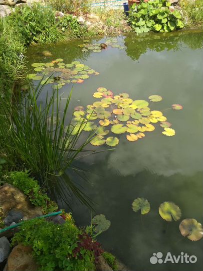 Нимфея белая