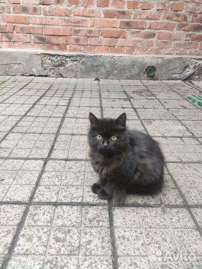 Отдам бесплатно котят