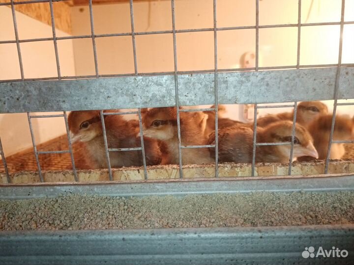 Куры молодки