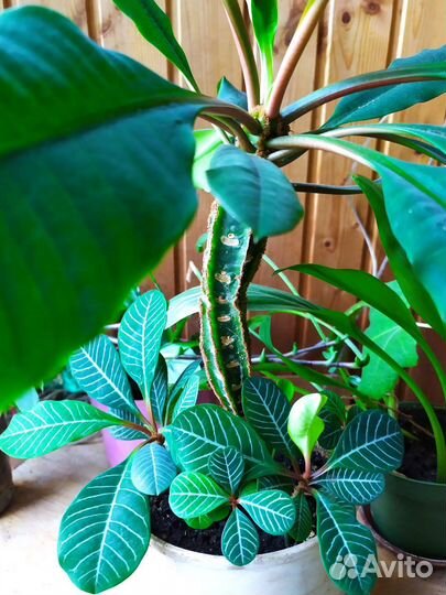 Молочай беложильчатый (эуфорбия)